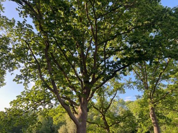 Beautiful green trees in park on sunny day