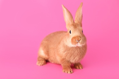 Photo of Cute bunny on pink background. Easter symbol