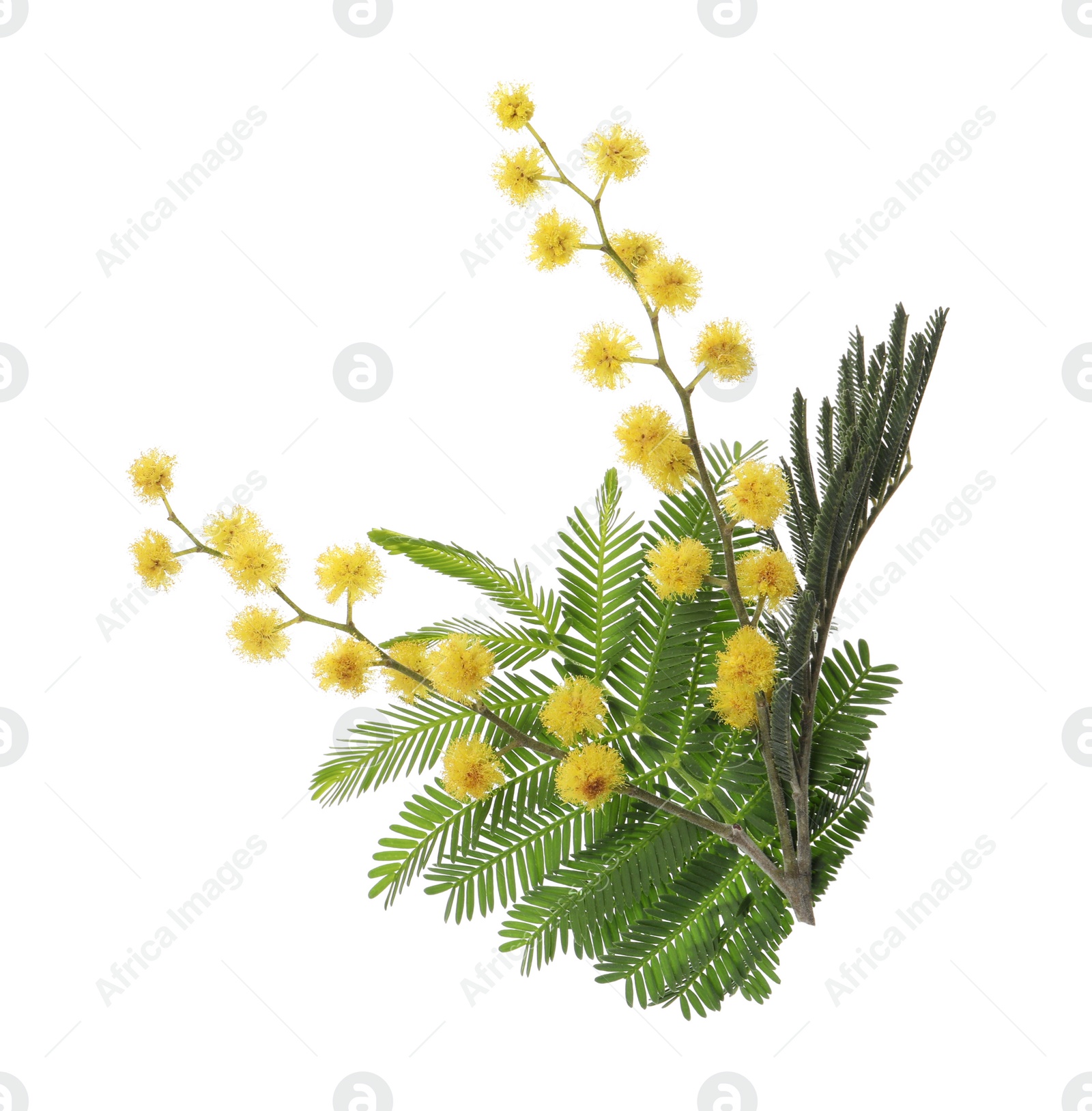 Photo of Beautiful mimosa branch with yellow flowers on white background