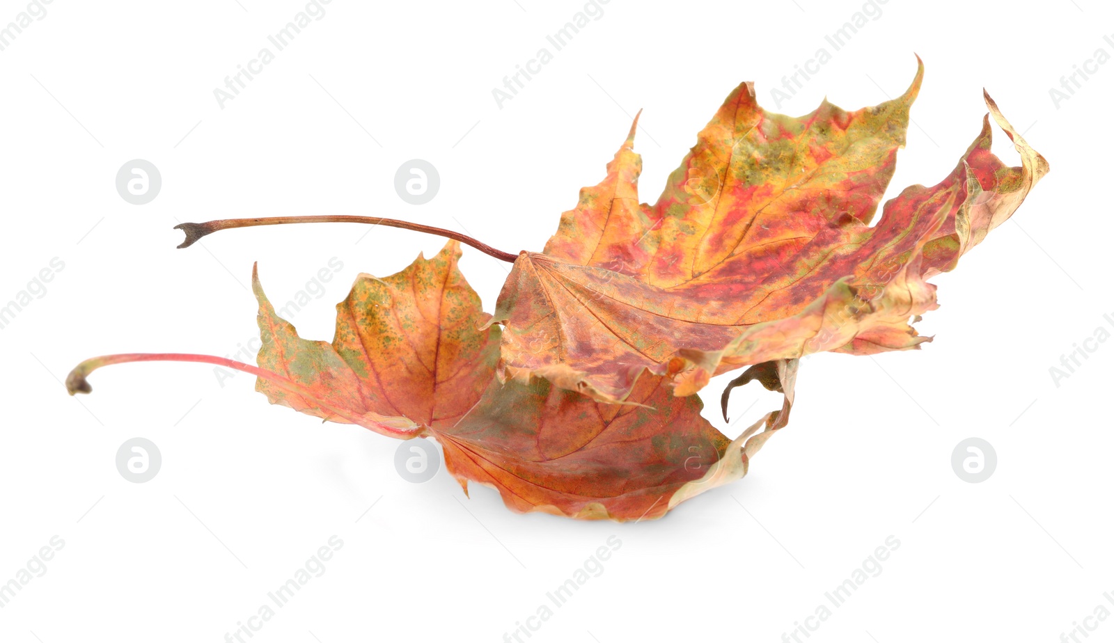 Photo of Autumn season. Dry maple leaves isolated on white