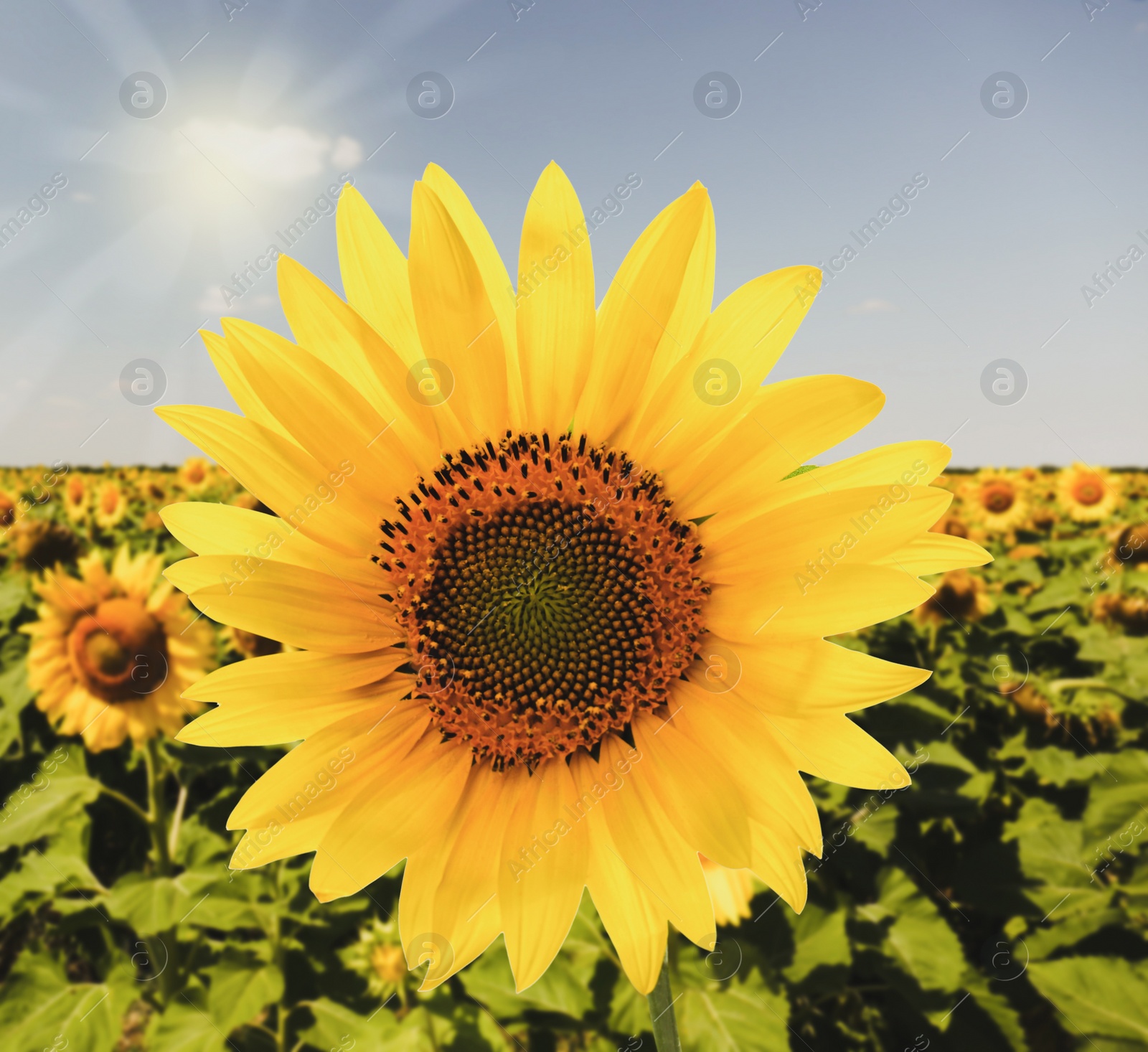 Image of Beautiful sunflower in field on sunny day