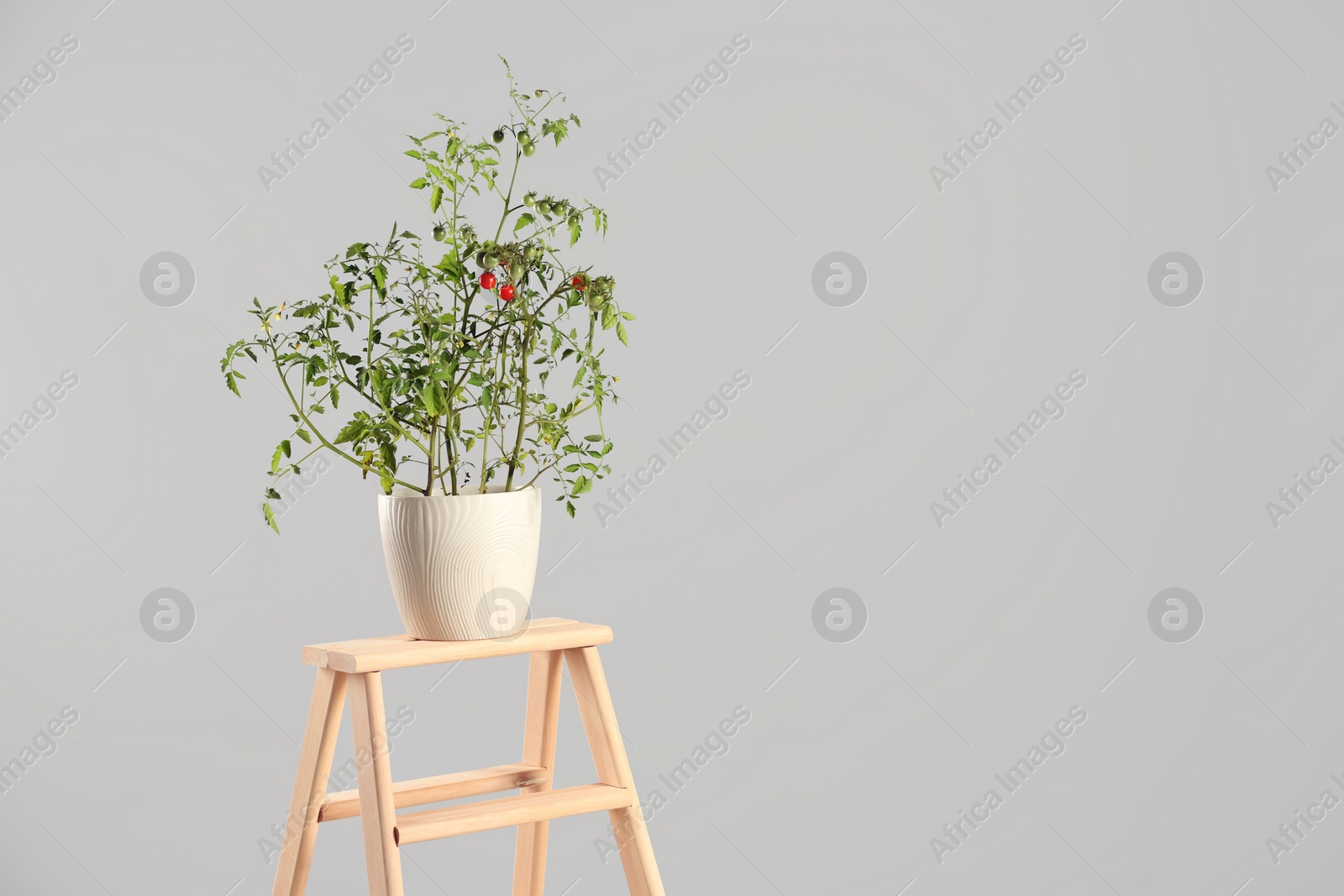 Photo of Tomato plant in pot on wooden ladder against grey background, space for text