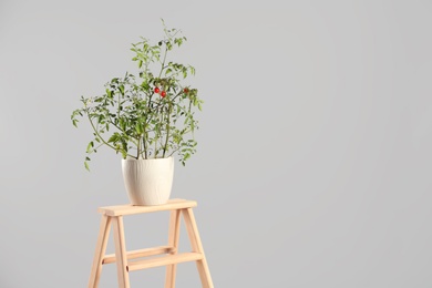 Photo of Tomato plant in pot on wooden ladder against grey background, space for text