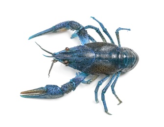 Image of Blue crayfish isolated on white, top view. Freshwater crustacean 