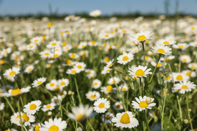 Photo of Closeup view of beautiful chamomile field on sunny day