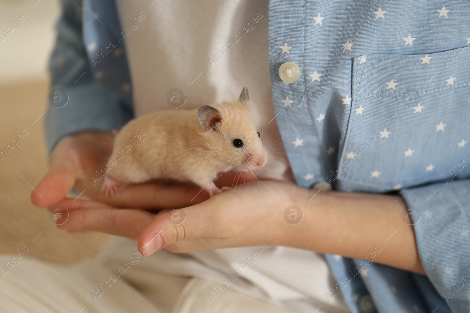 Photo of Little girl holding cute hamster at home, closeup