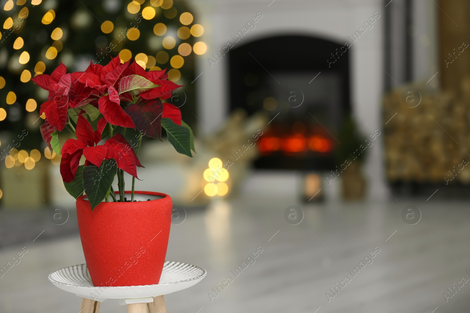 Photo of Potted poinsettia on stand in decorated room, space for text. Christmas traditional flower