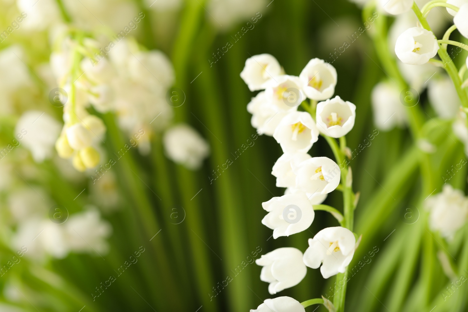 Photo of Beautiful lily of the valley on blurred background, closeup. Space for text