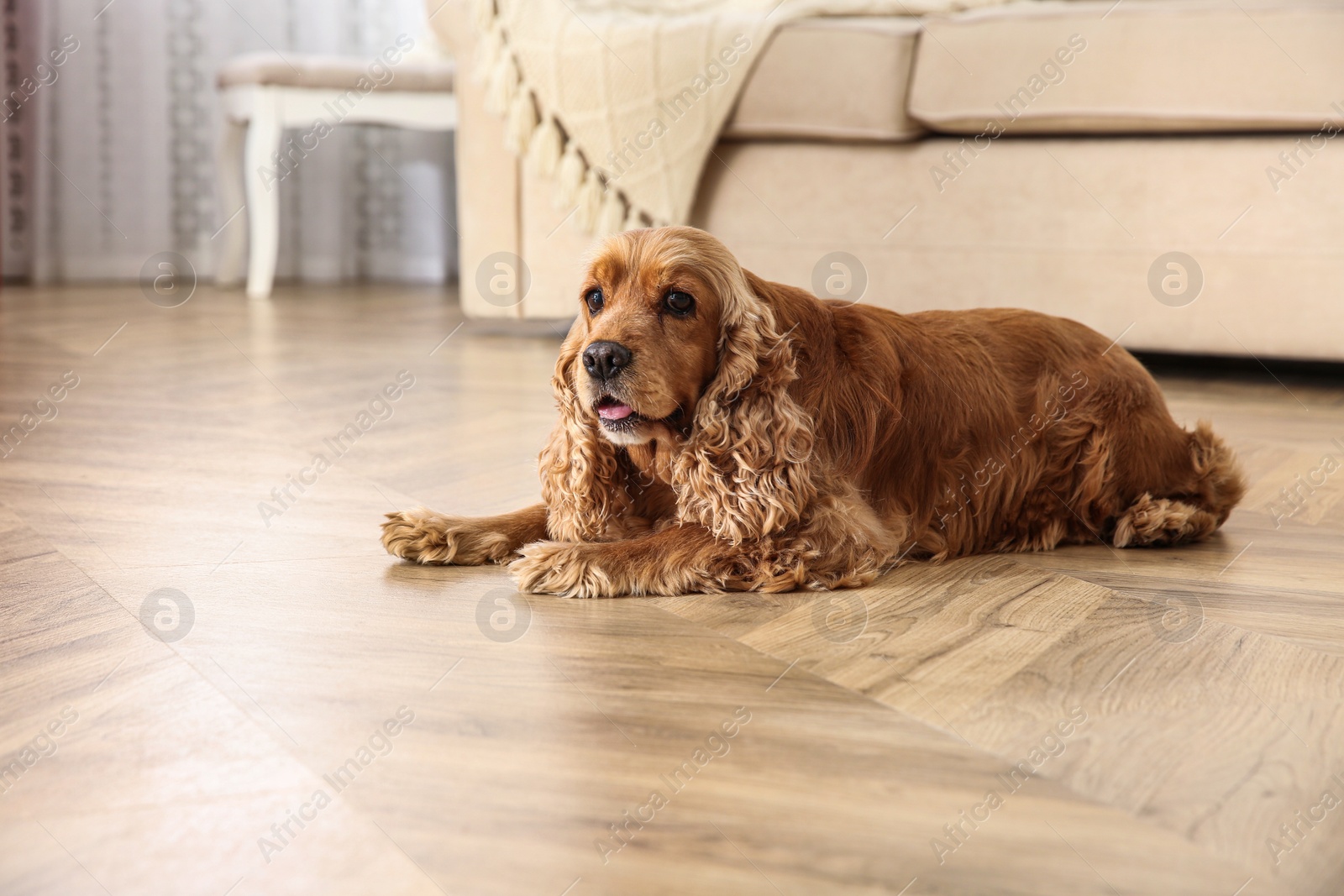 Photo of Cute Cocker Spaniel dog lying on warm floor indoors. Heating system