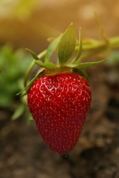 Photo of Strawberry plant with ripening berry growing in garden, closeup