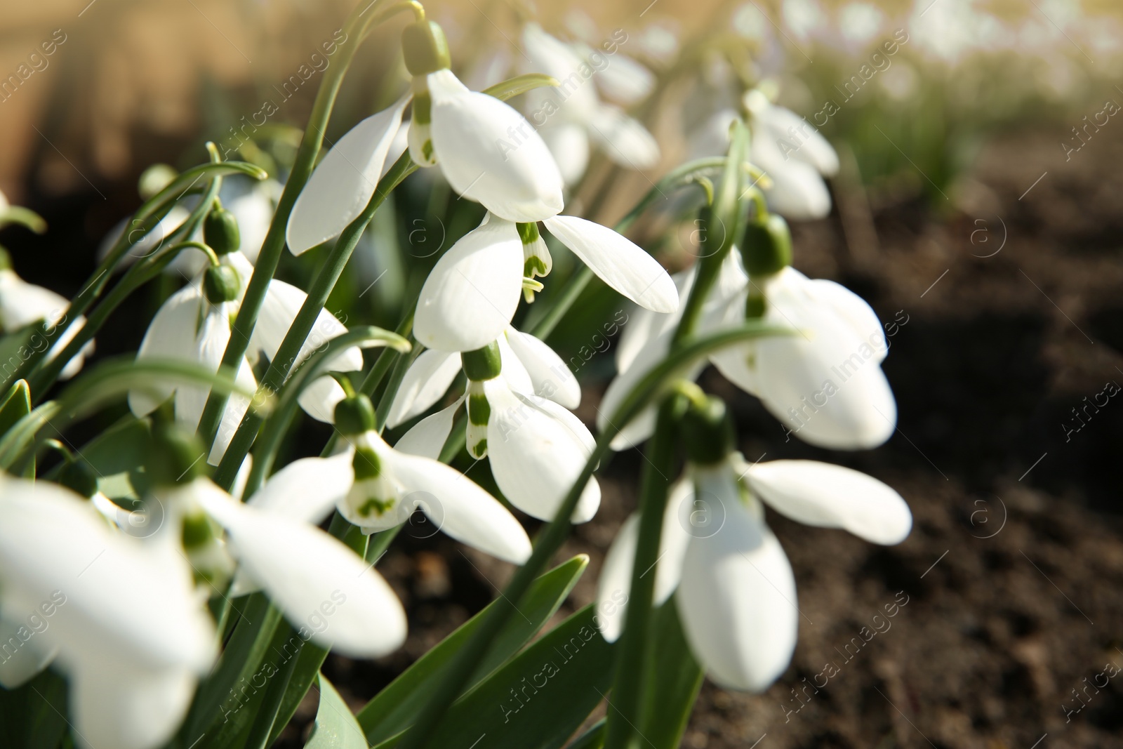 Photo of Beautiful snowdrops growing in garden, closeup. Spring flowers