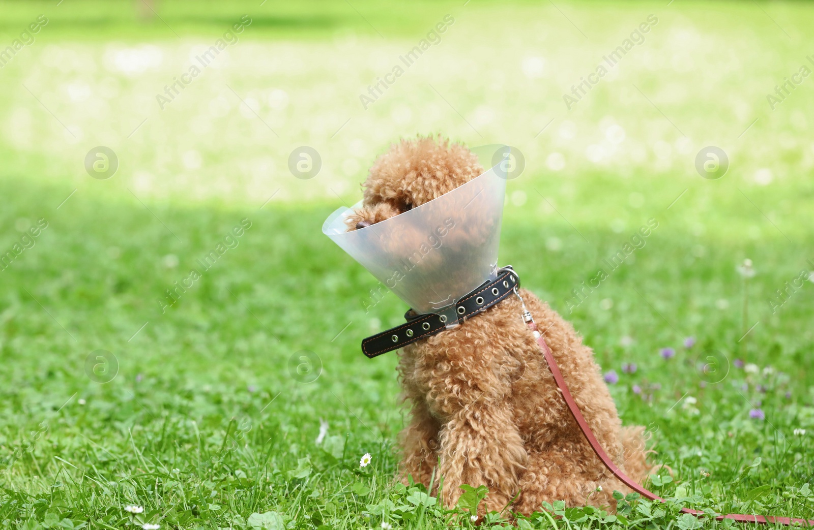 Photo of Cute Maltipoo dog with Elizabethan collar sitting on green grass outdoors, space for text