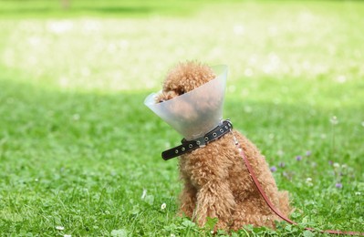 Photo of Cute Maltipoo dog with Elizabethan collar sitting on green grass outdoors, space for text