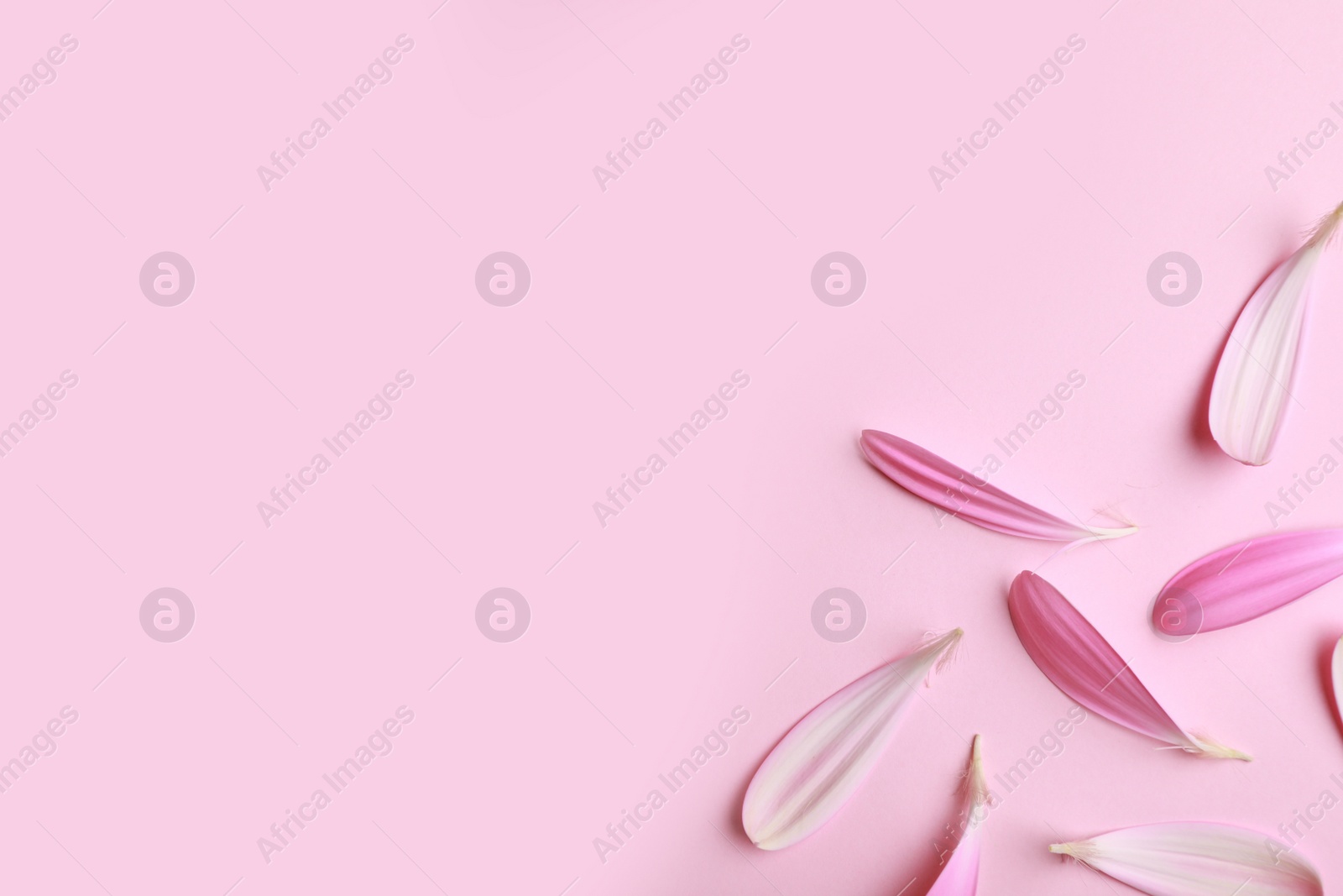 Photo of Beautiful fresh gerbera petals on pink background, flat lay. Space for text