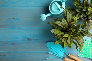 Photo of Potted sorrel plants and gardening tools on light blue wooden table, flat lay. Space for text