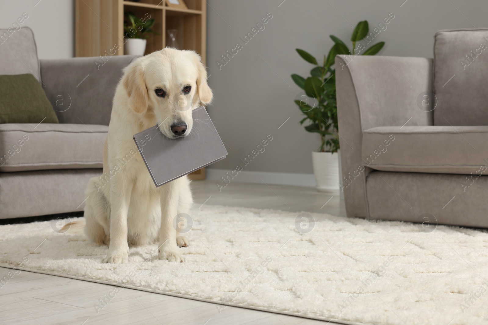 Photo of Cute Labrador Retriever dog holding book at home, space for text. Adorable pet