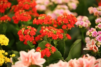 Photo of Beautiful blooming kalanchoe flowers, closeup. Tropical plant