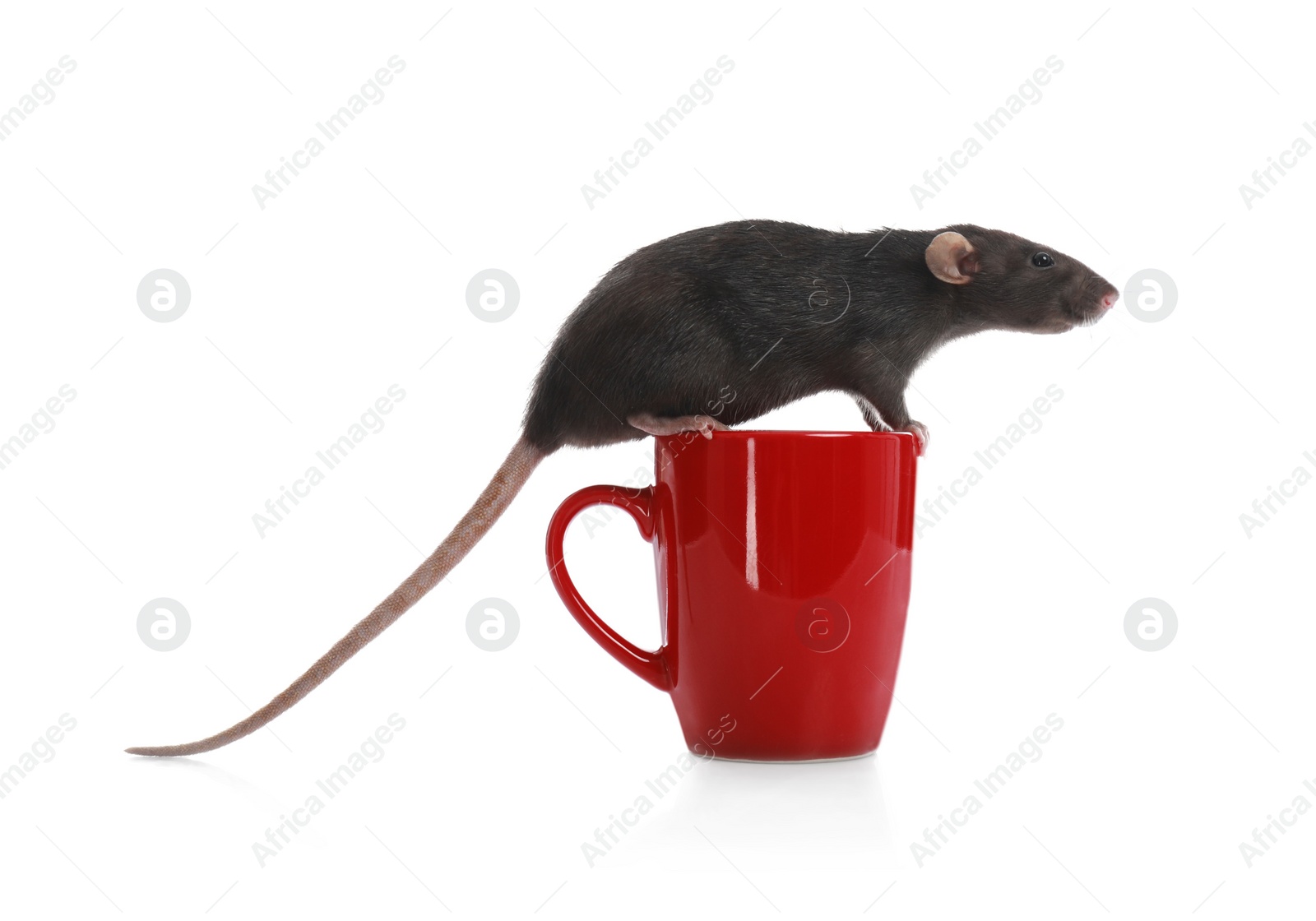 Photo of Cute little rat in cup on white background