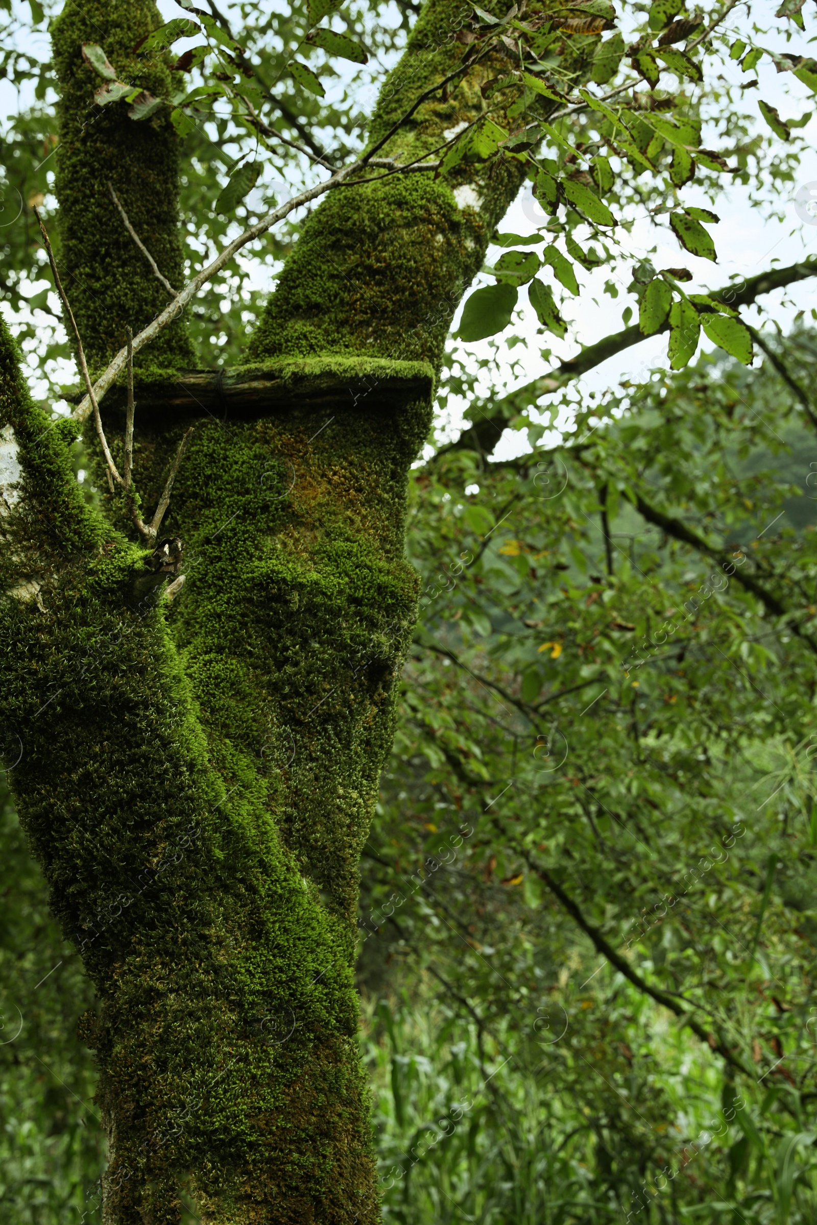 Photo of Beautiful green moss on old trees in park