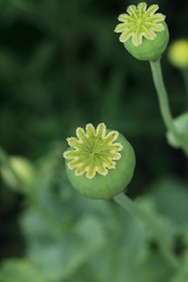 Green poppy heads growing in field, above view