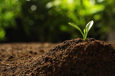 Photo of Young seedling in soil on blurred background, space for text