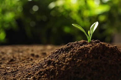 Young seedling in soil on blurred background, space for text