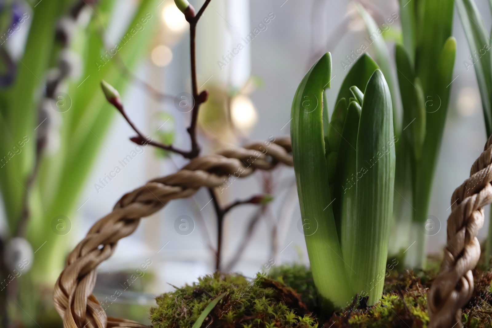 Photo of Spring shoot of Hyacinth planted in wicker basket at home, closeup