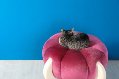 Photo of Grey tabby cat lying on comfortable stool near blue wall, space for text. Adorable pet