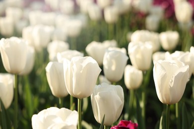 Photo of Beautiful colorful tulips growing in flower bed, closeup