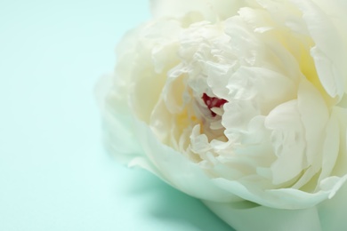 Photo of Beautiful white peony on light blue background, closeup