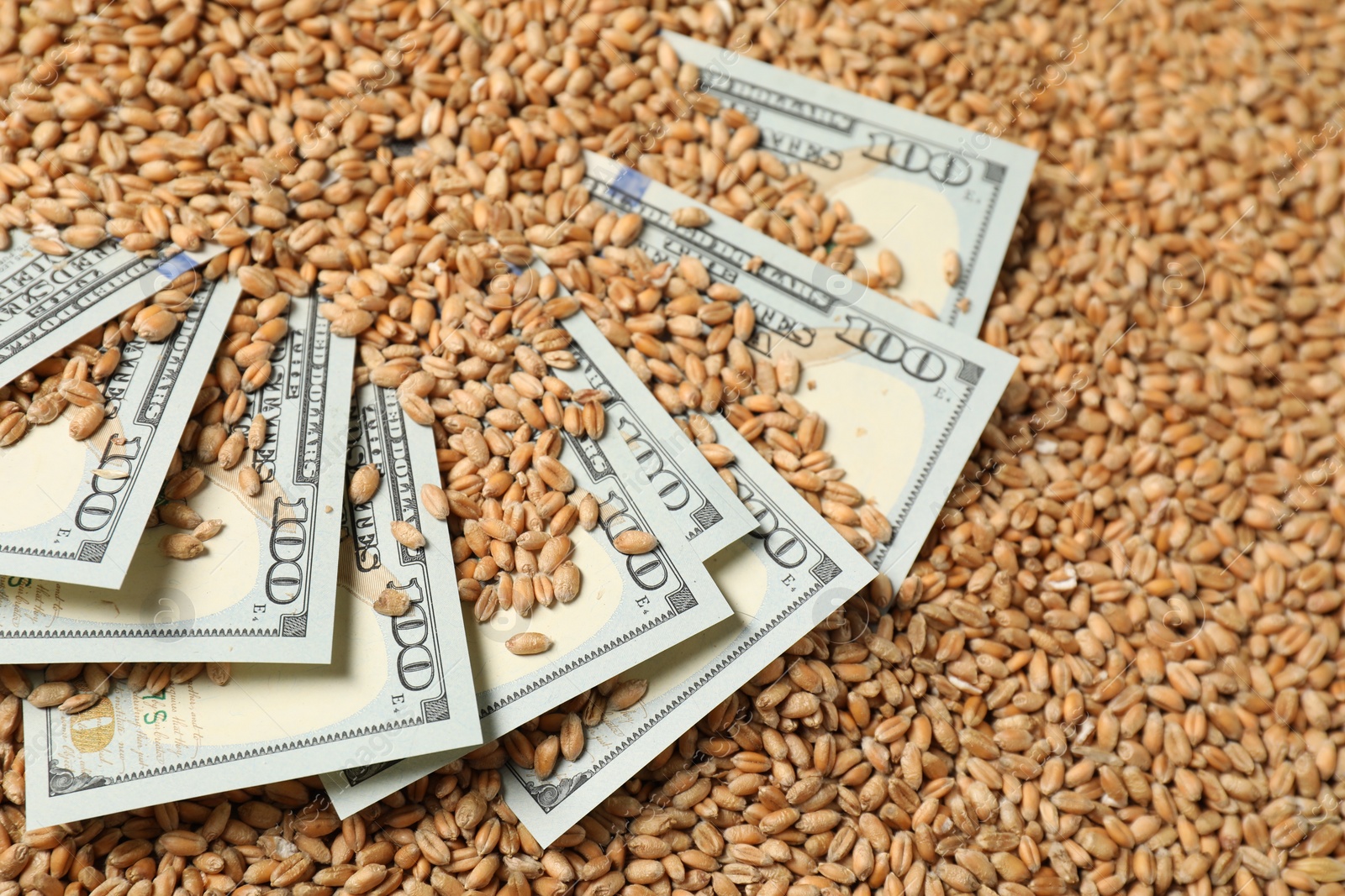 Photo of Dollar banknotes on wheat grains, closeup. Agricultural business