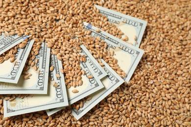 Dollar banknotes on wheat grains, closeup. Agricultural business