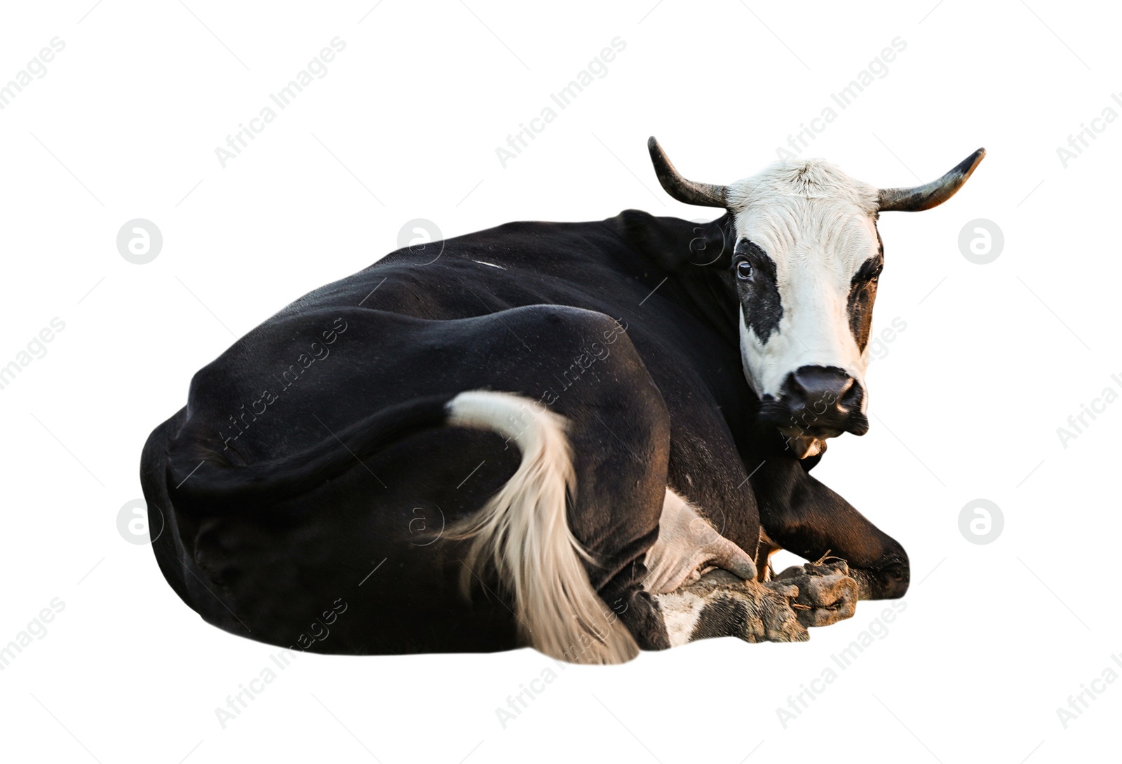 Image of Beautiful cow on white background. Animal husbandry