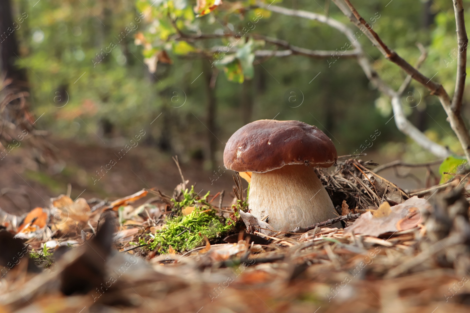 Photo of Beautiful porcini mushroom growing in forest on autumn day, space for text