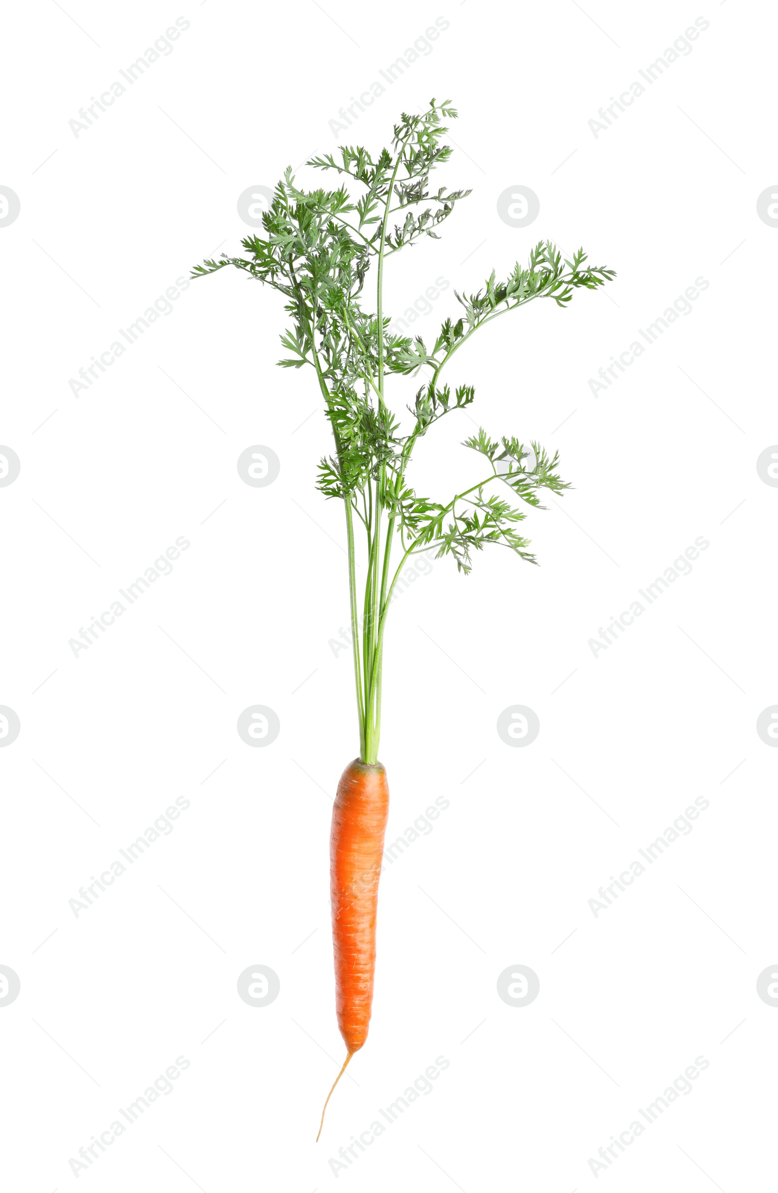 Photo of Tasty ripe organic carrot isolated on white