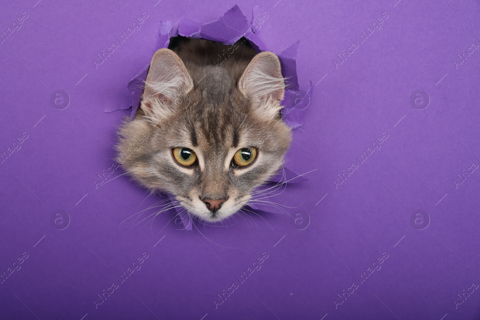 Photo of Cute cat looking through hole in purple paper