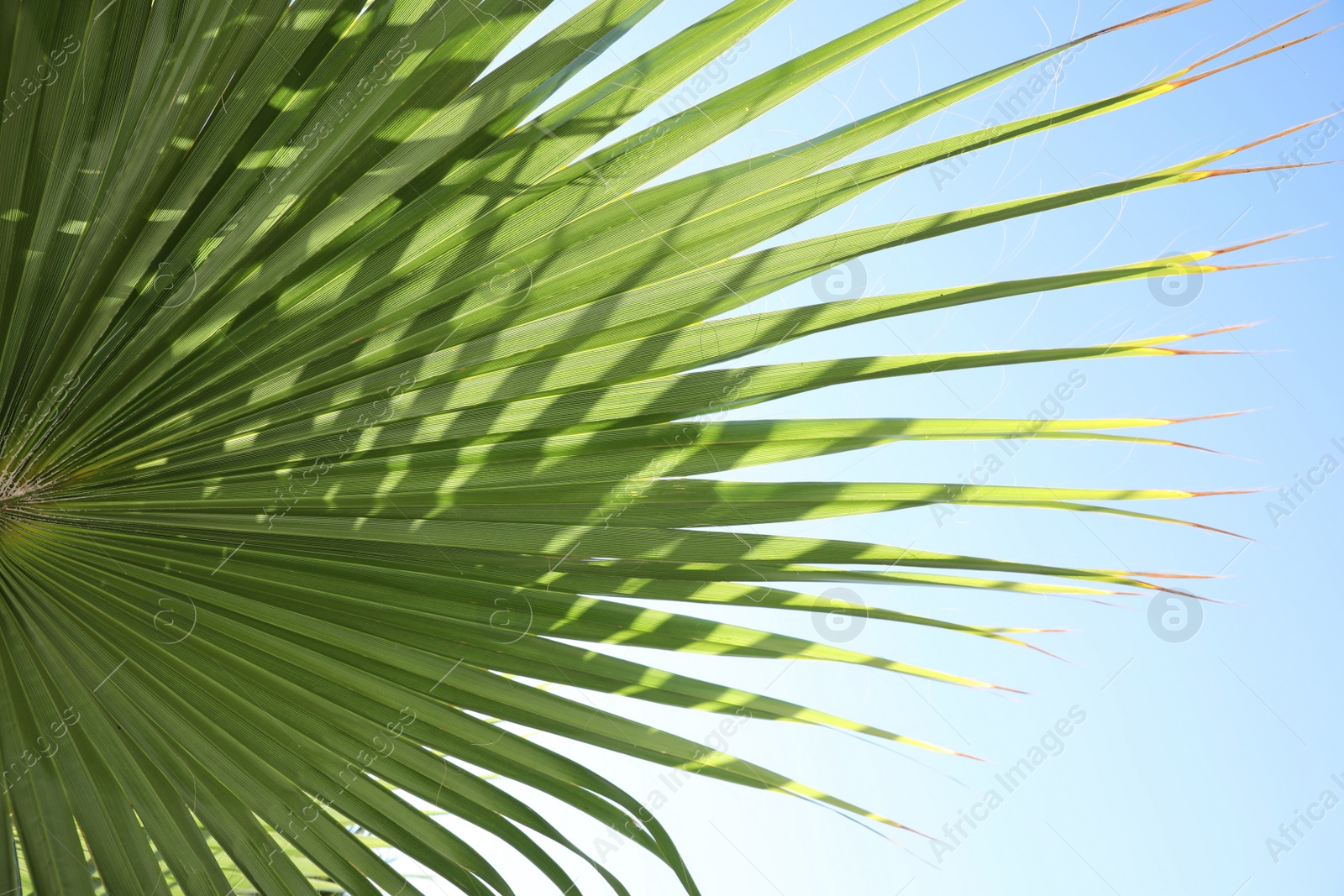 Photo of Closeup view of lush palm leaf outdoors on sunny day