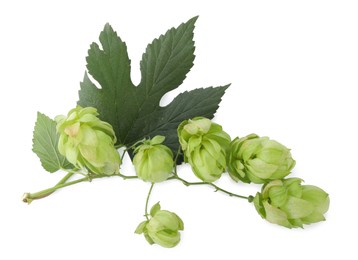 Photo of Branch of fresh green hops on white background