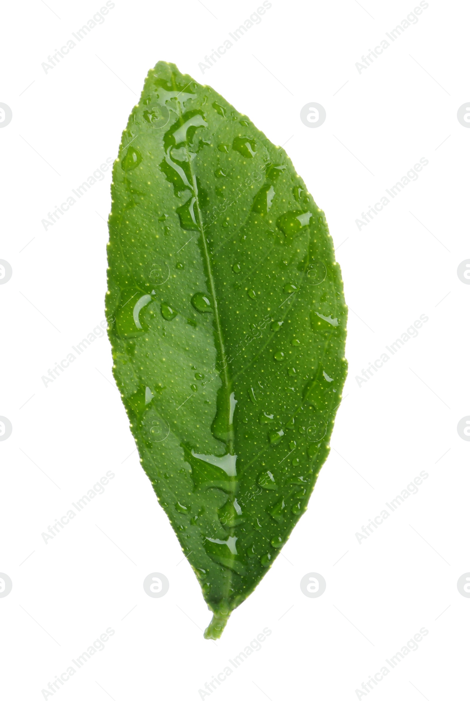 Photo of Fresh green citrus leaf with water drops on white background