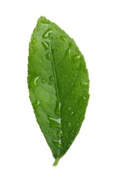 Photo of Fresh green citrus leaf with water drops on white background