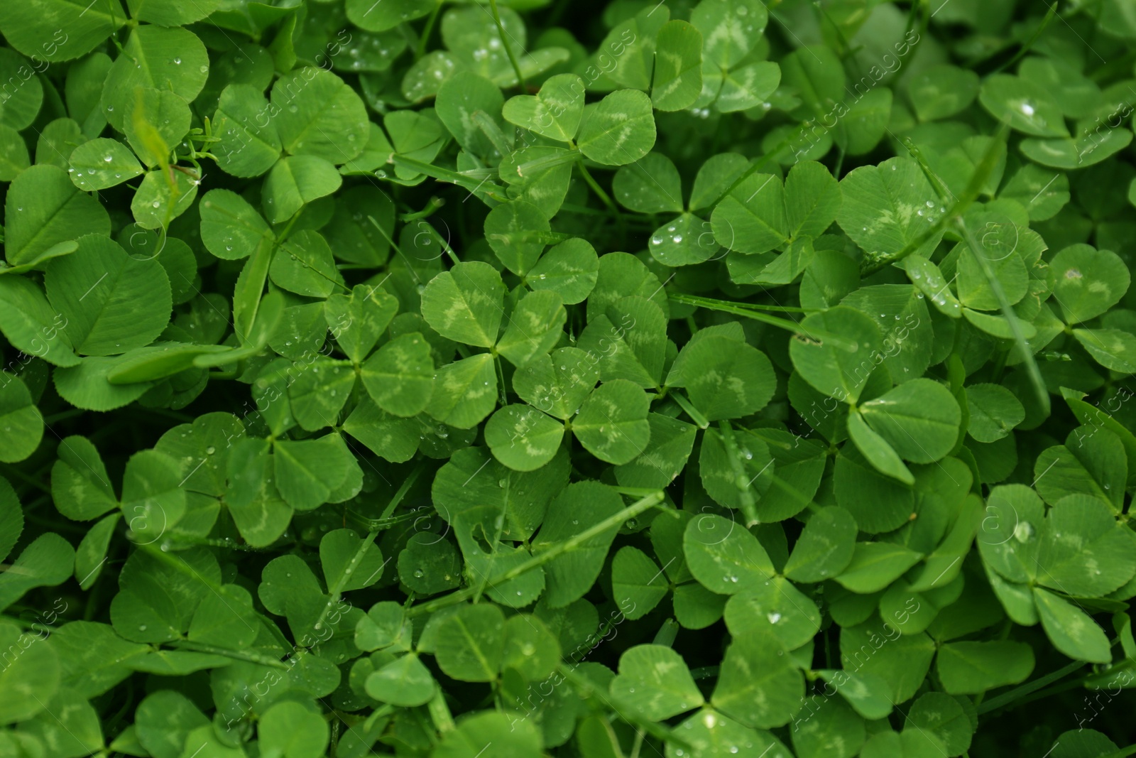 Photo of Beautiful green clover leaves and grass with water drops, top view