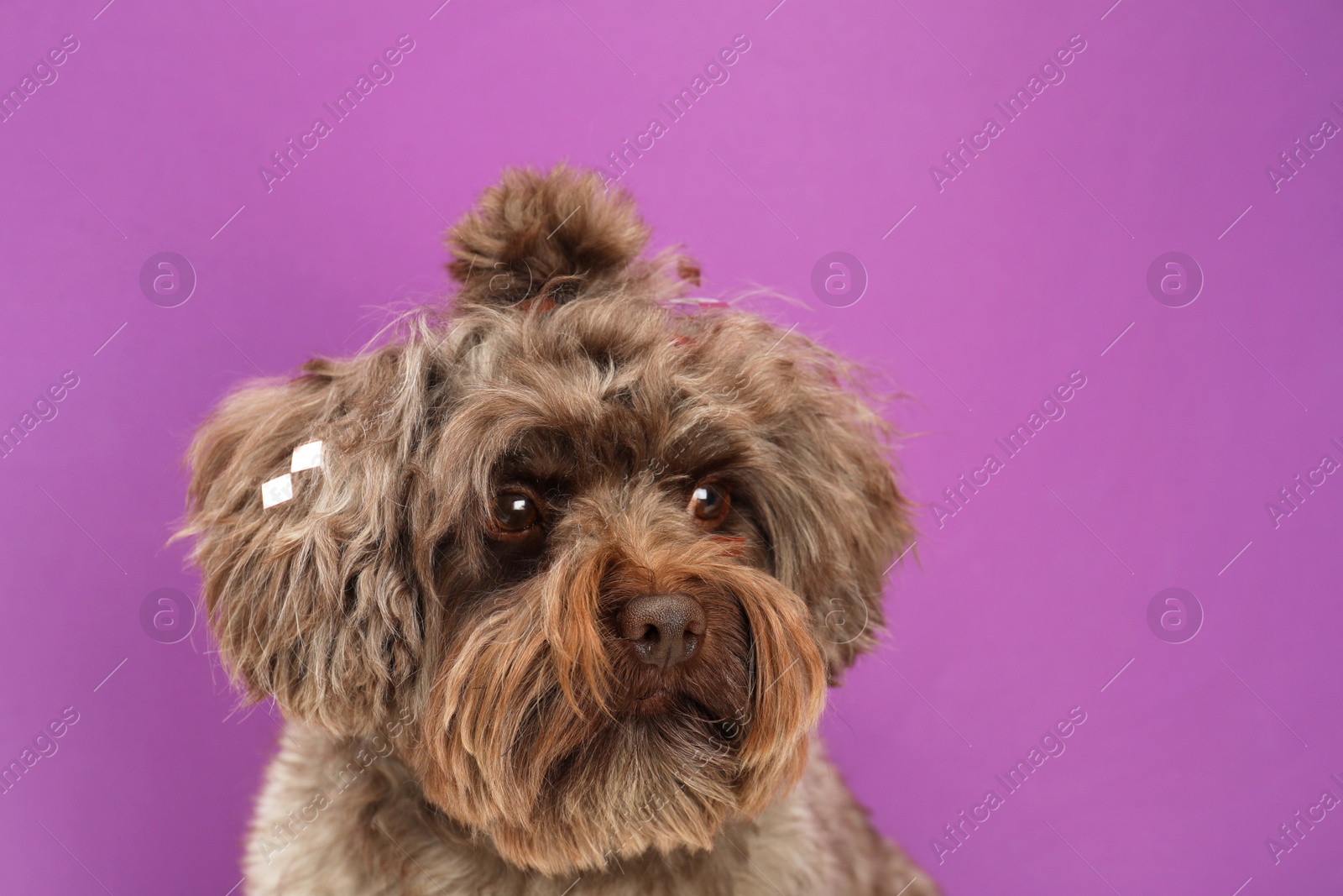 Photo of Cute Maltipoo dog on violet background, space for text. Lovely pet