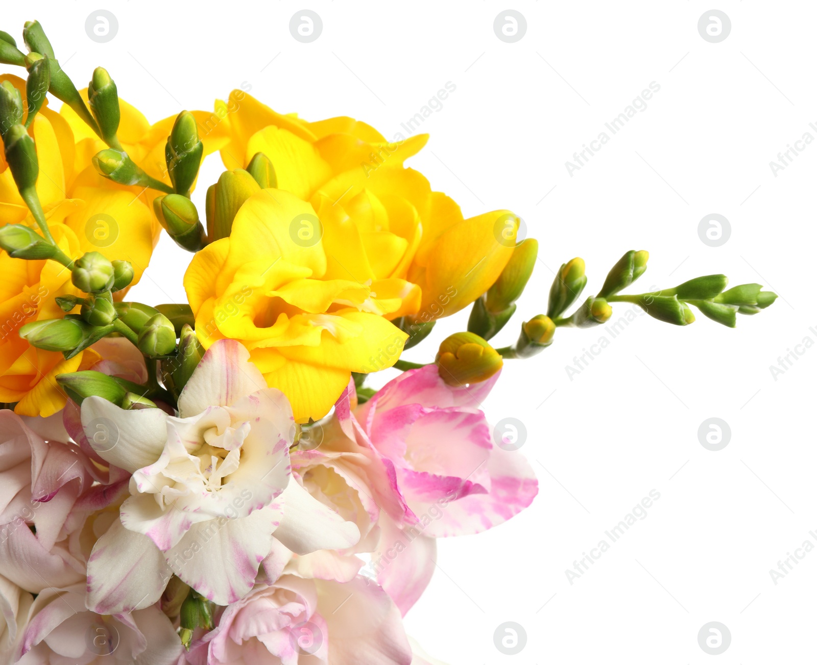 Photo of Bouquet of beautiful freesia flowers on white background, closeup