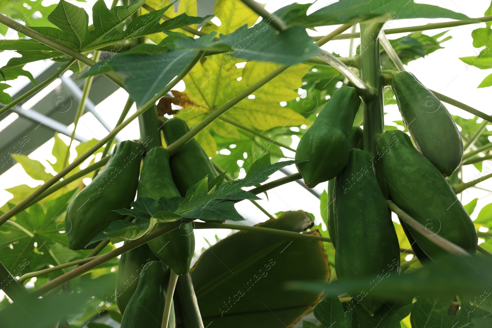 Photo of Unripe papaya fruits growing on tree in greenhouse