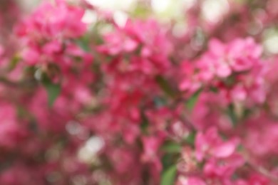 Photo of Blurred view of beautiful pink cherry blossoms outdoors, bokeh effect. Spring season