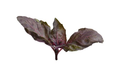 Photo of Aromatic red basil sprig isolated on white. Fresh herb