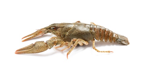 Photo of Fresh raw crayfish isolated on white. Healthy seafood