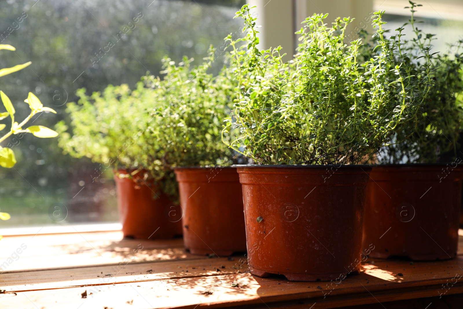 Photo of Fresh potted home plants on wooden sill near window, space for text