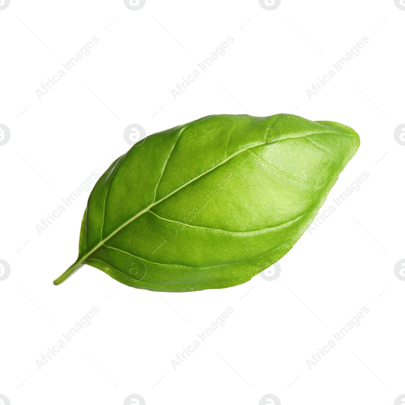 Photo of Fresh green basil leaf isolated on white