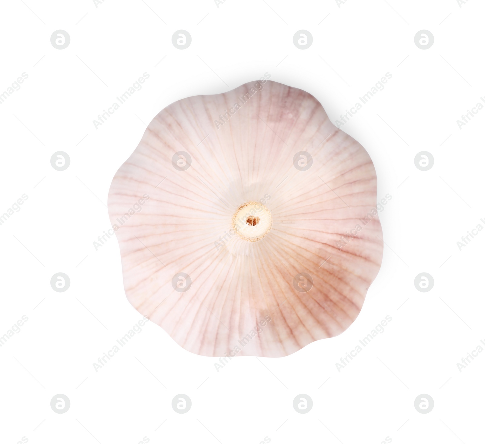 Photo of Head of fresh garlic isolated on white, top view